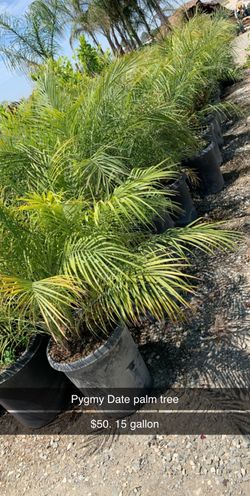 Pygmy palm