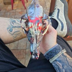 Painted Coyote Skull