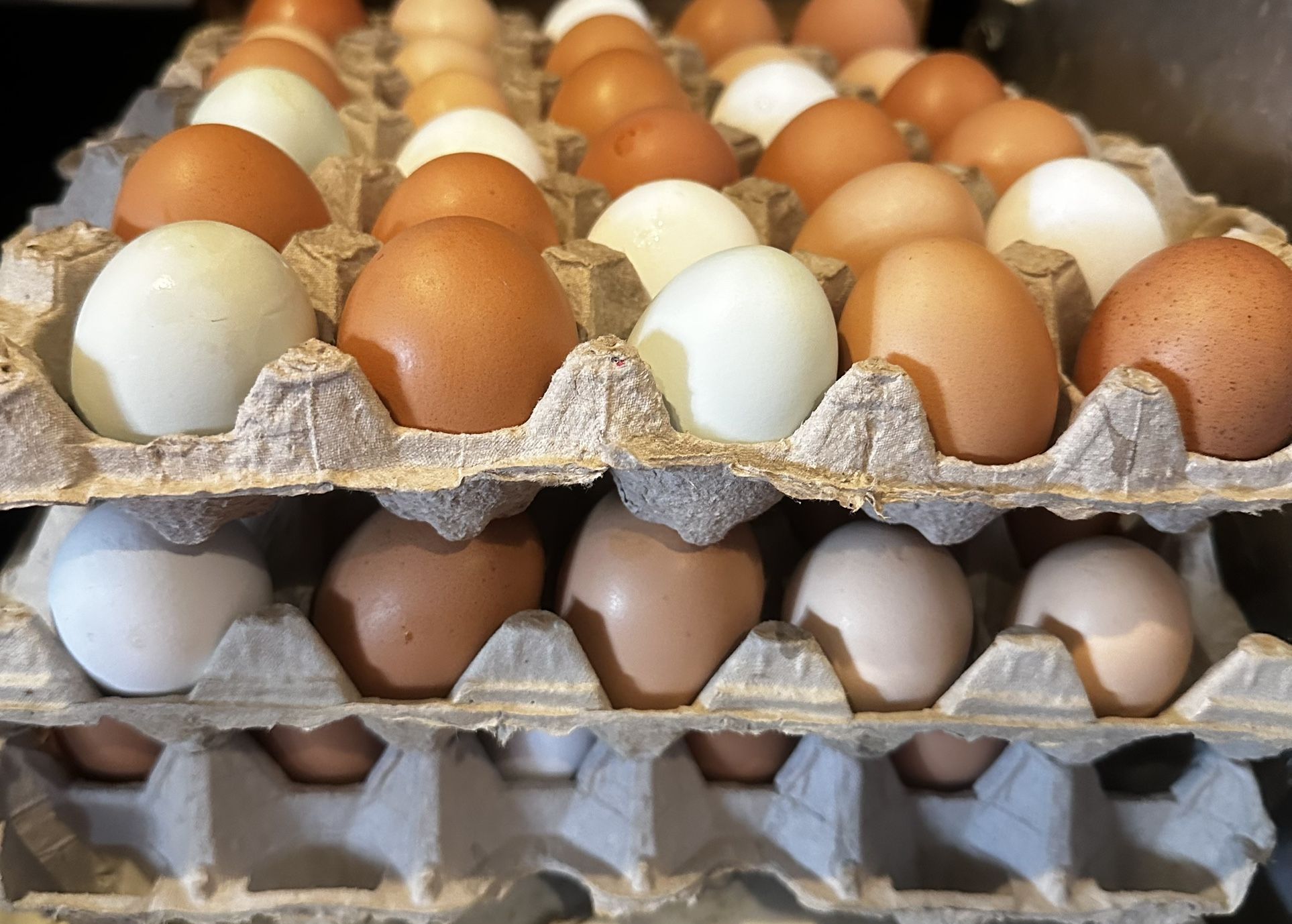 Eggs