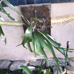 Staghorn Fern- Unknown Variety