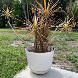 Dracaena Colorama Plant 