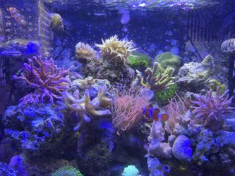 FAKE CORAL DECORATION