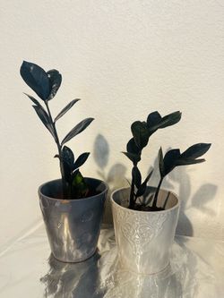 Purple ZZ plants $10 each