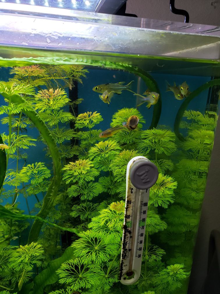 32g acrylic tank and aquarium plants