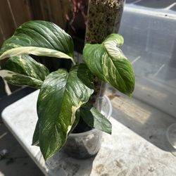 Monstera Lechleriana Albo