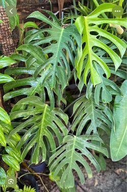 6” xl monstera sierrana ( first pic is example )