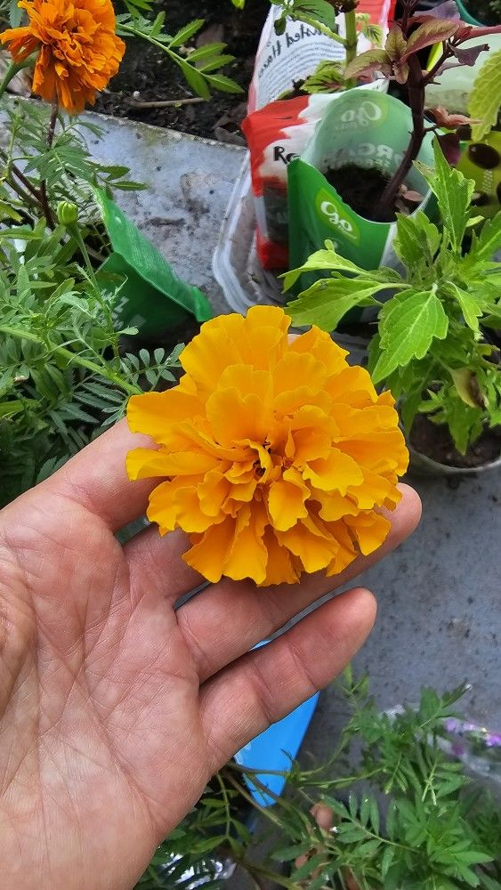 SALE! Orange Double Marigold Live Plant 1ft+ Tall