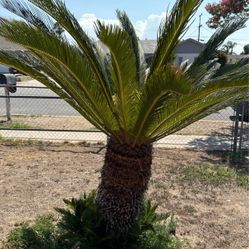 Sago Palm