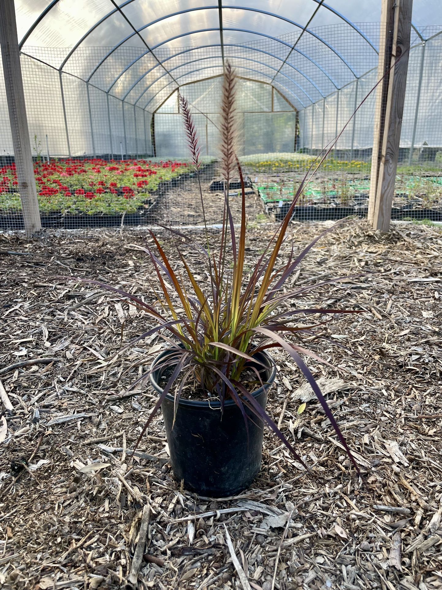 Purple Fountain Grass 1 Gallon Plant