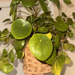 Chinese Money Plant 