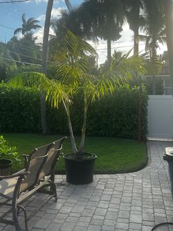 Royal Palm - Double