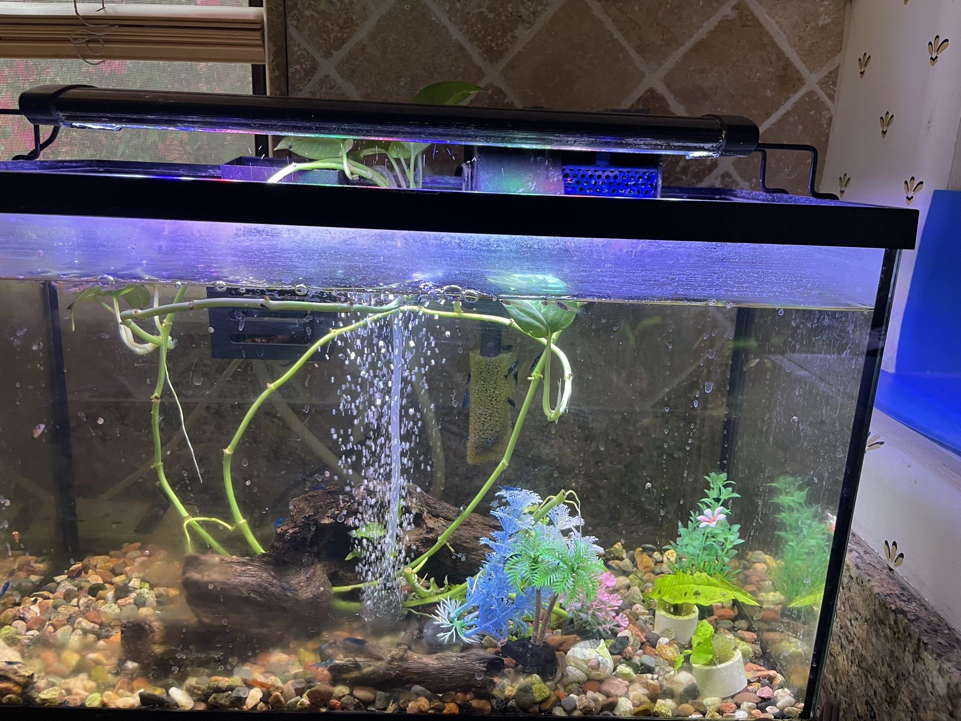 Ten Gallons Tank