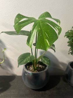 Potted Constellation Monstera