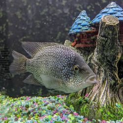 Fish Tank Decor