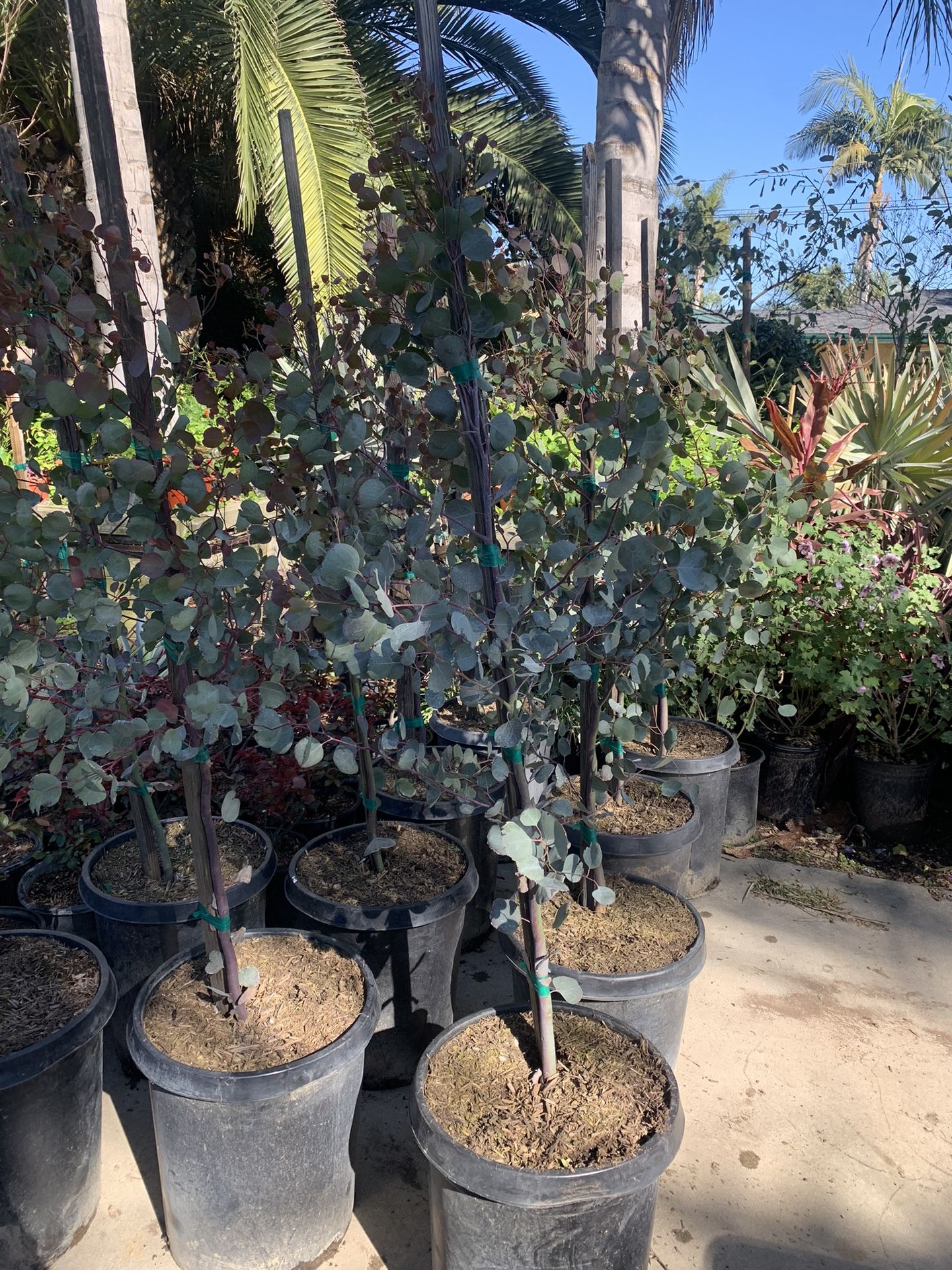 Silver Dollar Gum Tree