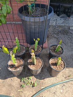 Dragonfruit Plants