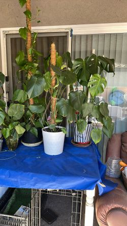 Monsters Plants