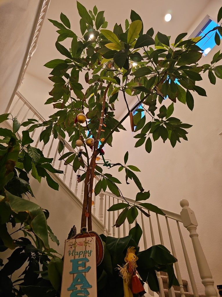 Avocado Trees - Two Stories Tall 