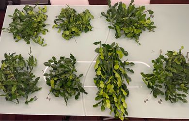 Fresh Kaffir Lime Leaves - $5/ pile