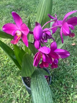 GROUND ORCHIDS  Purple  ( 1 Gallon Pot) Eye Catching