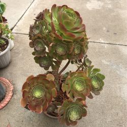 Aeuniums Plants