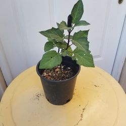 Potted Plant