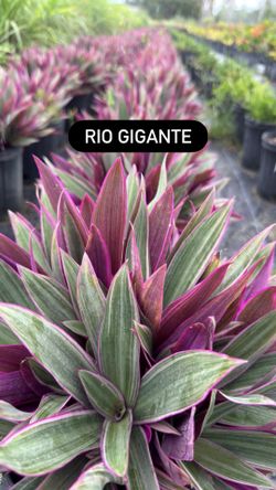 💜 Rio Gigante (Purple Agave / Maguey Morado)