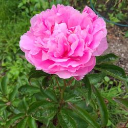 Blush Pink Peonies Tubers