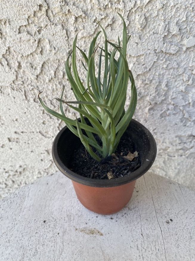 3 Inch Pot Succulent Plant - Narrow Leaf Chalksticks -Senecio Vitalis - Rooted & Established - Drought Resistant 🪴