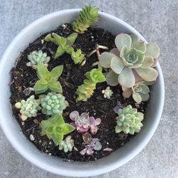 Variedad De Suculentas Con maceta De Porcelana