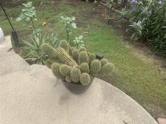 Large Multi-Stem Golden Torch Cactus (In Decorative Pot)