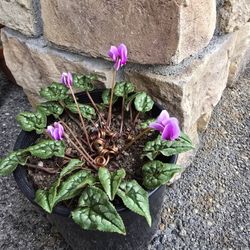 Cyclamen 