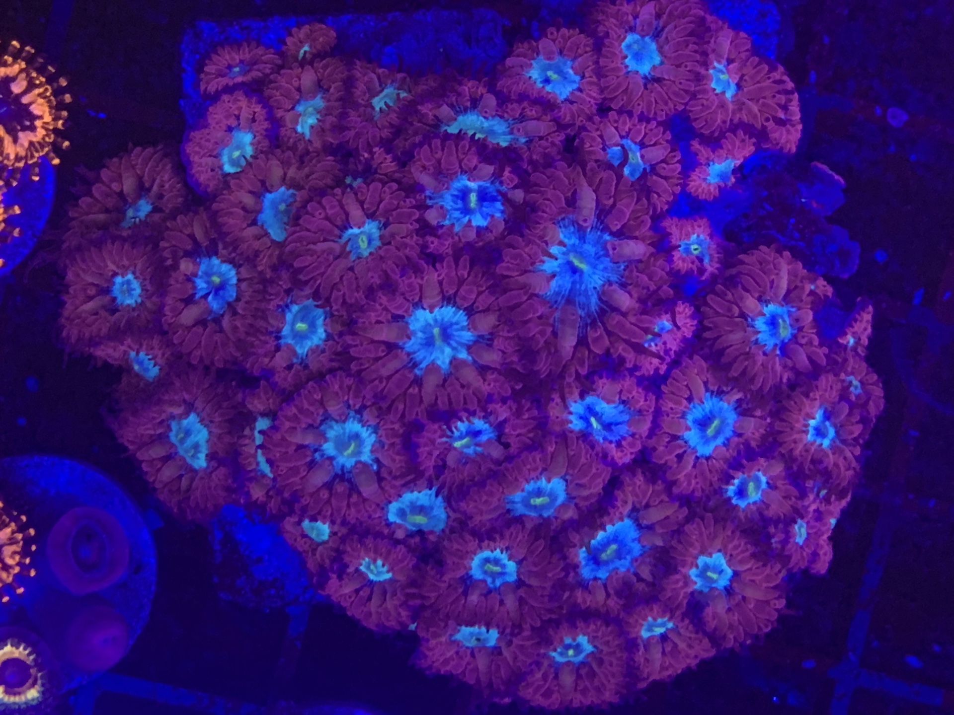 Plastic Decorations For Fish Tank