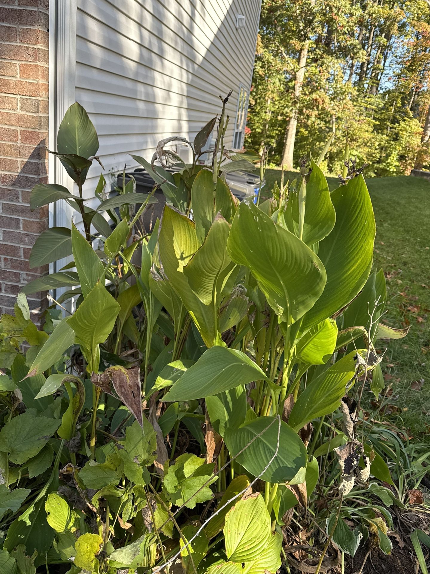 Free Yellow Catalilys (You dig )