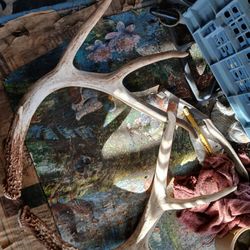 Matching Pair Of Whitetail Antlers