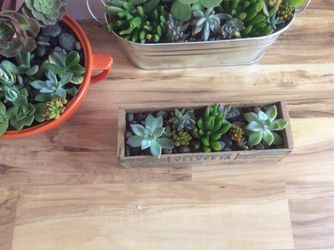 3 Succulent Arrangement