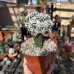 Mammilaria Gracilis Oruga Grafted 6”