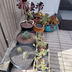 Cactus and succulents