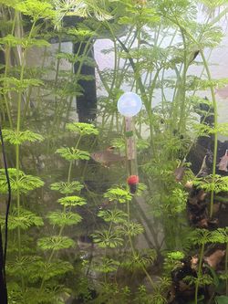 Live Aquarium Plants