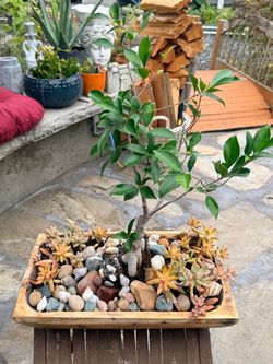 Bonsai