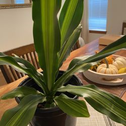 Indoor Plants 
