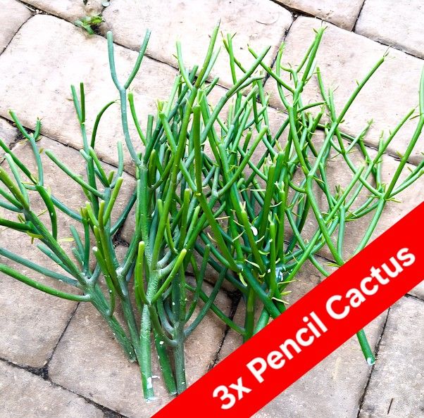 3x Pencil Cactus Cuttings (1-2' ft.) 🌵