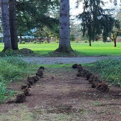 Bare Root Yellow Groove Bamboo Plants $25 Each