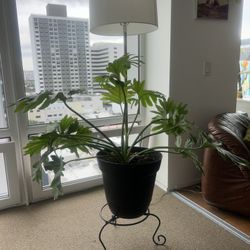 Large Tree Philodendron 