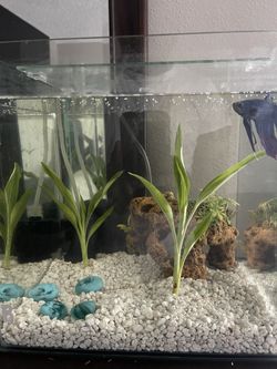 Fish Tank and Accessories