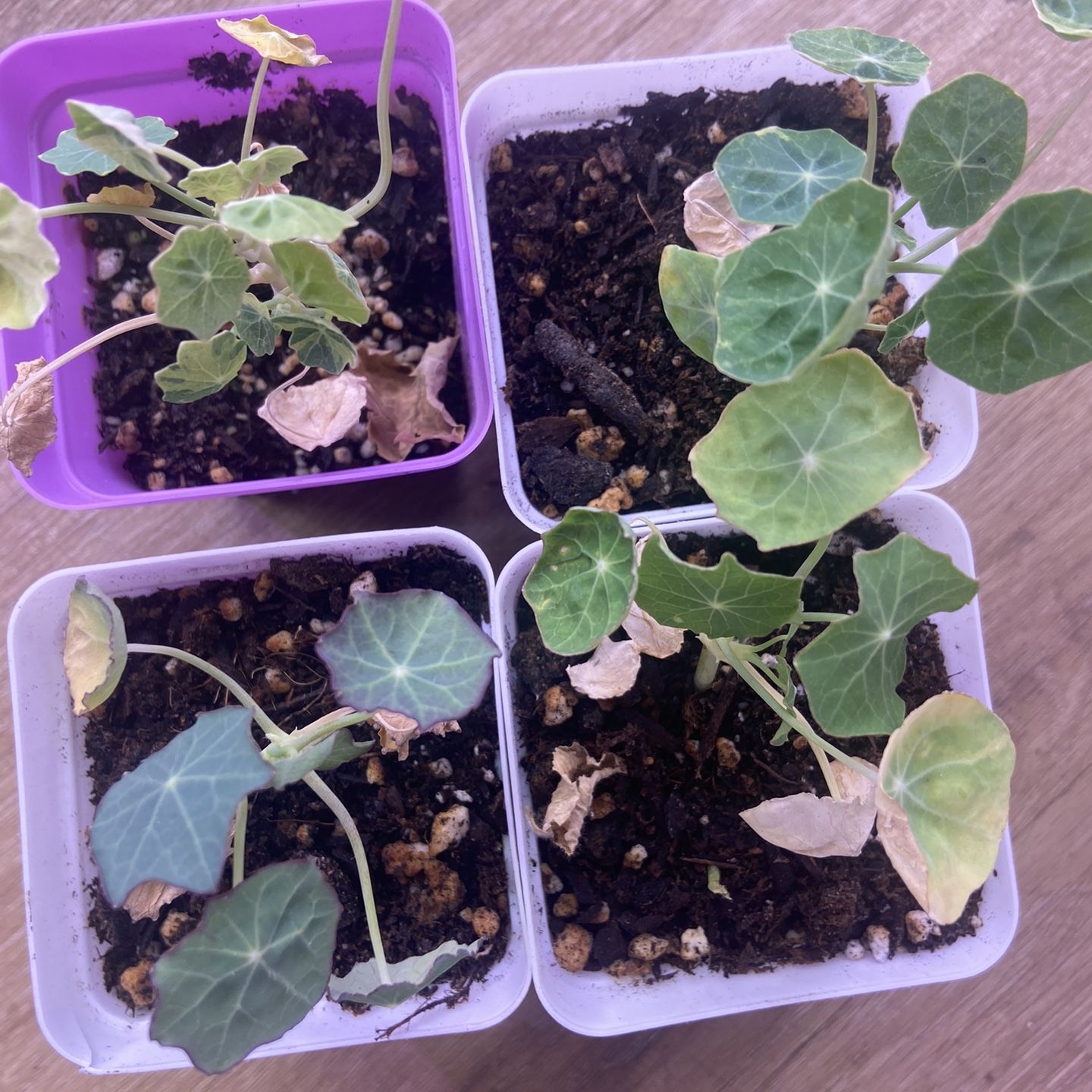 Nasturtiums Single Starts