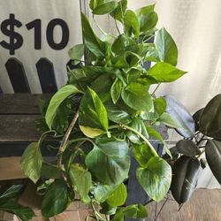 Pothos Plant 