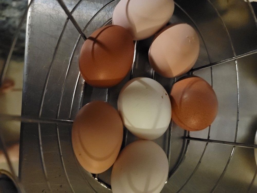 Eggs