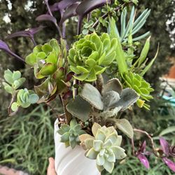 Very Pretty Succulents 