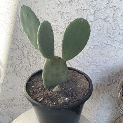 1.5 Gallon Pot Cactus Plant - Opuntia Stricta - Erect Prickly Pea Cactus - Live Cacti - Rooted & Established - Drought Resistant - 🌵